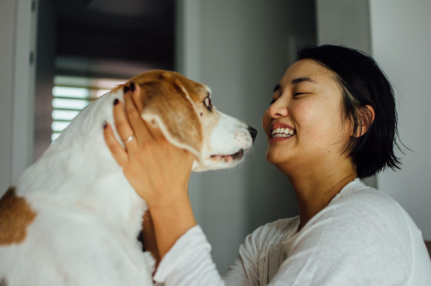 pets
